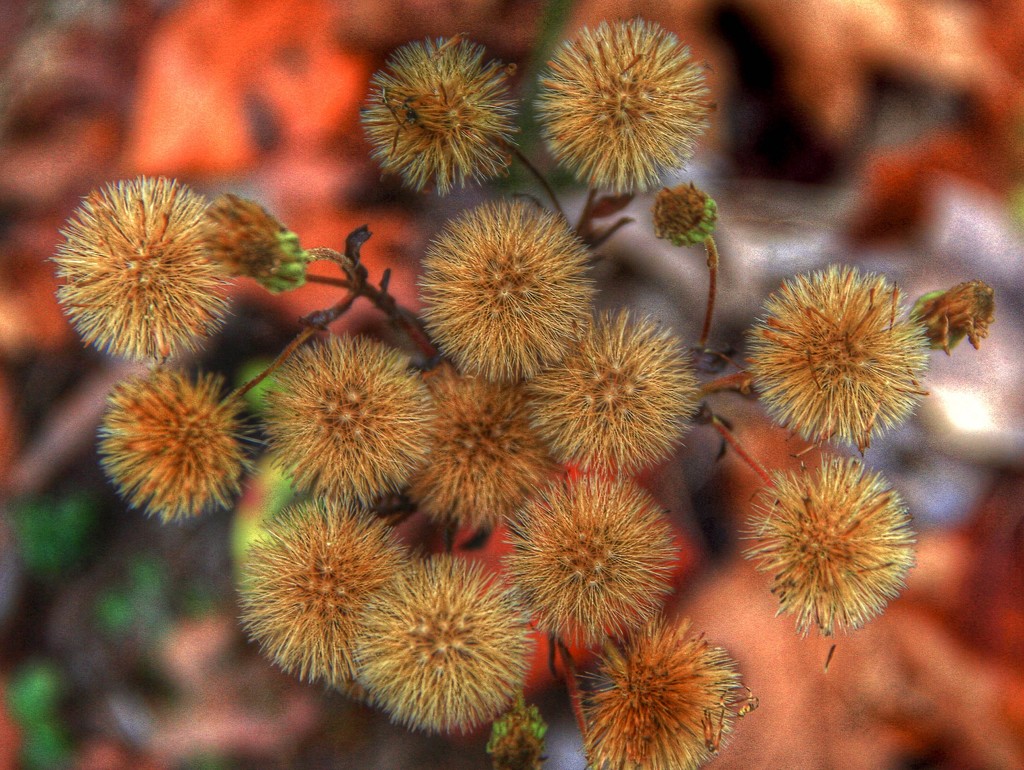Tiny Thorny Things by sbolden
