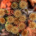 Tiny Thorny Things by sbolden