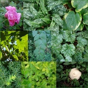 12th Oct 2014 - Green, green, green, and pink