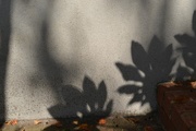 13th Oct 2014 - Shadows and light