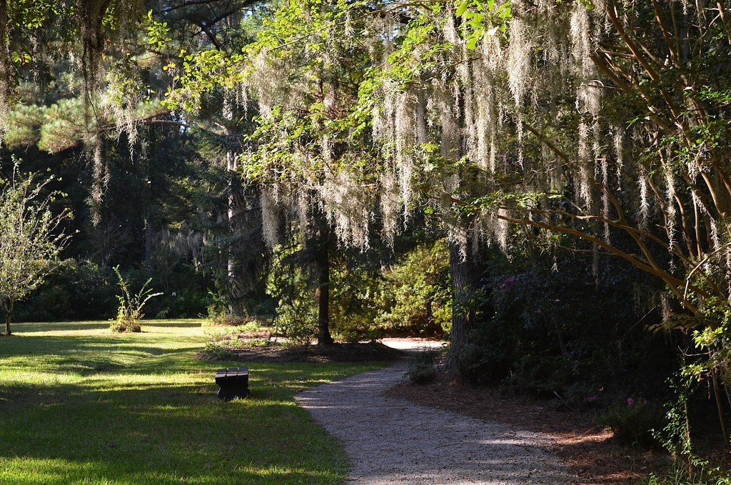 Spanish moss, light and a special path at Magnolia Gardens, Charleston, SC by congaree