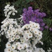 Michaelmas Daisies in our Garden by foxes37