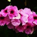 Pretty ' Pink Pandora'  Bower Vine. by happysnaps