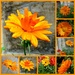 October word-Calendula. Dazzling by wendyfrost