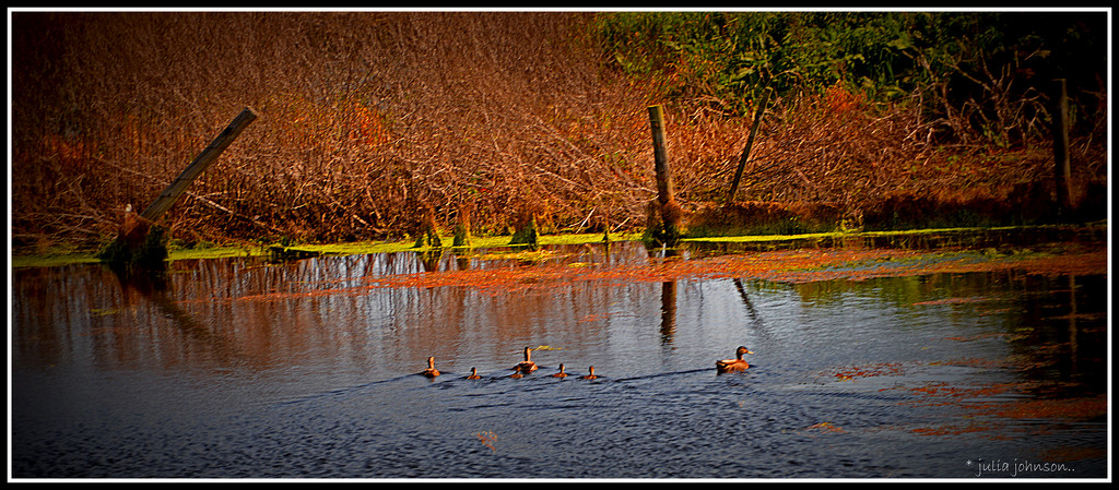 Duck pond by julzmaioro