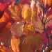 003  Autumn Tones by seattlite