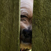 Peek a boo by jeneurell