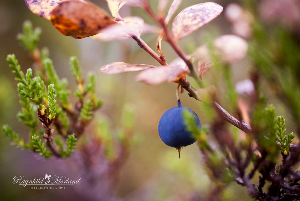 Blueberry by ragnhildmorland