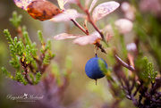 13th Oct 2014 - Blueberry