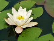 11th Oct 2014 - Water Lily...