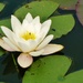 Water Lily... by moominmomma
