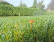 12th Oct 2014 - Morning mushrooms