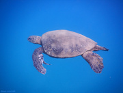 30th Sep 2014 - Sea Turtle … (+ one air bubble) [SOOC]