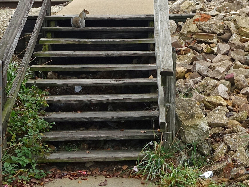 Squirrel on Stairs by rminer