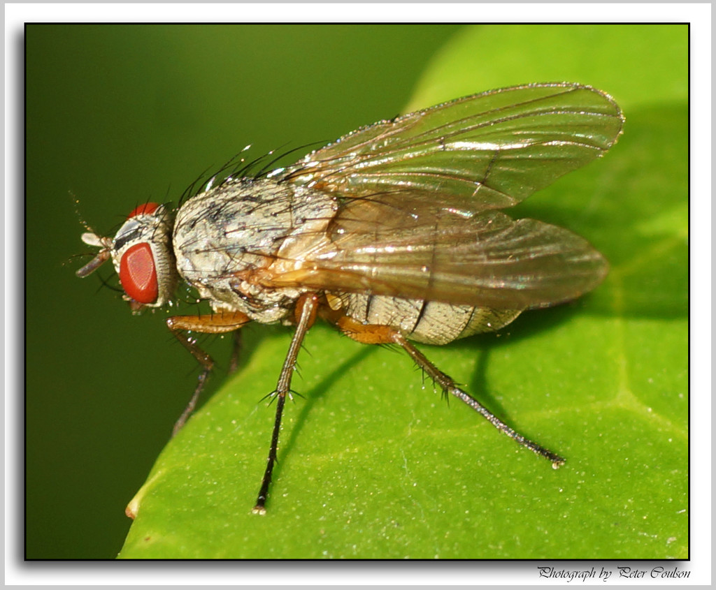 Macro Fly by pcoulson