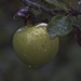 Really wet lonely apple by padlock