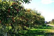 13th Oct 2014 - orchard