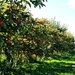 orchard by summerfield