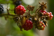 13th Oct 2014 - Wasp amongst the berries