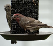 13th Oct 2014 - House Finch pair