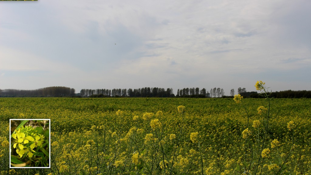 Rapeseed (Brassica napus), also known as rape,[1] oilseed rape,[1] rapa, rappi, rapaseed (and, in the case of one particular group of cultivars, canola by pyrrhula
