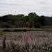 Across The Marsh by lizzybean
