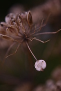 13th Oct 2014 - part Seed head