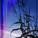 Day 284: Cornstalks Against the Evening Sky by sheilalorson