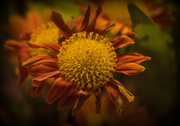 13th Oct 2014 - Day 286:  Wilted