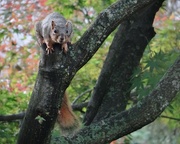 14th Oct 2014 - Squirrel