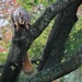 Squirrel by annepann