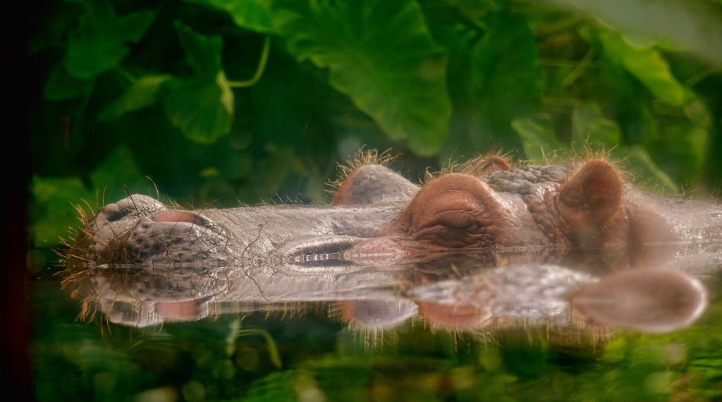 Henrietta Hippo Takes A Nap by joysfocus
