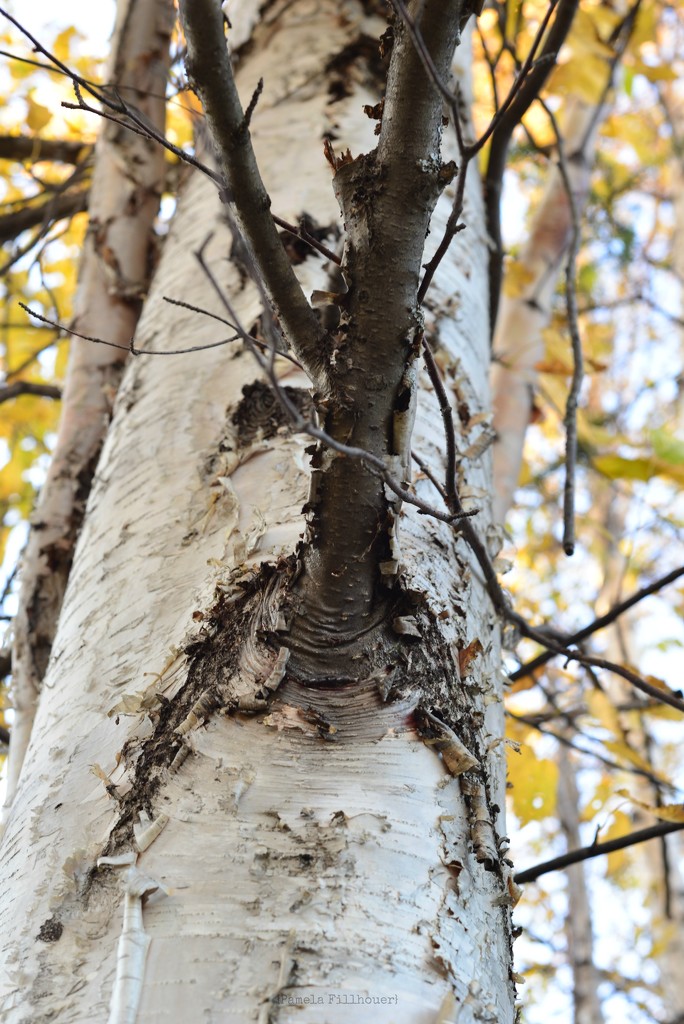 the birch... by earthbeone