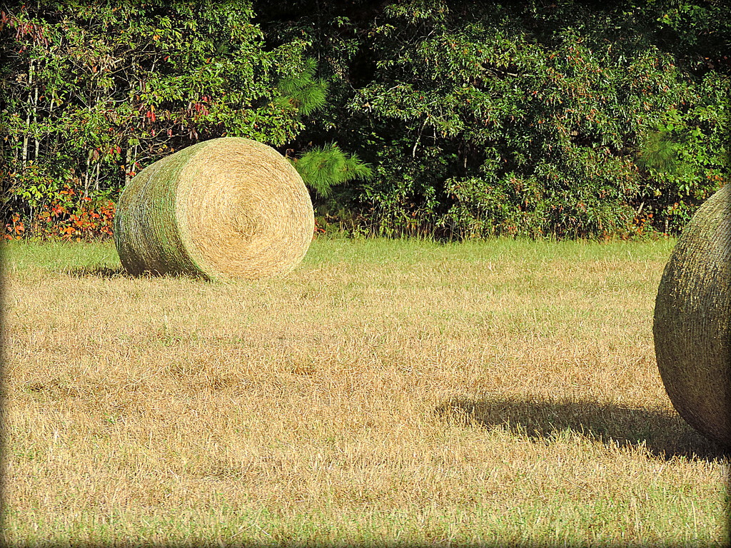 Hay, it's hot out! by homeschoolmom