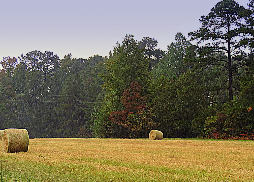 Hay, it's cold and raining! by homeschoolmom