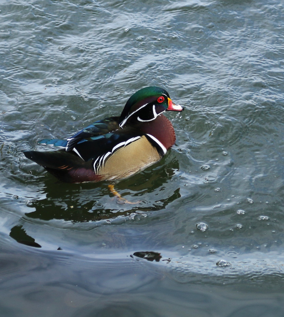 Male Wood Duck. by hellie
