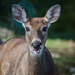 Have you ever seen a deer eating peanuts? by lesip