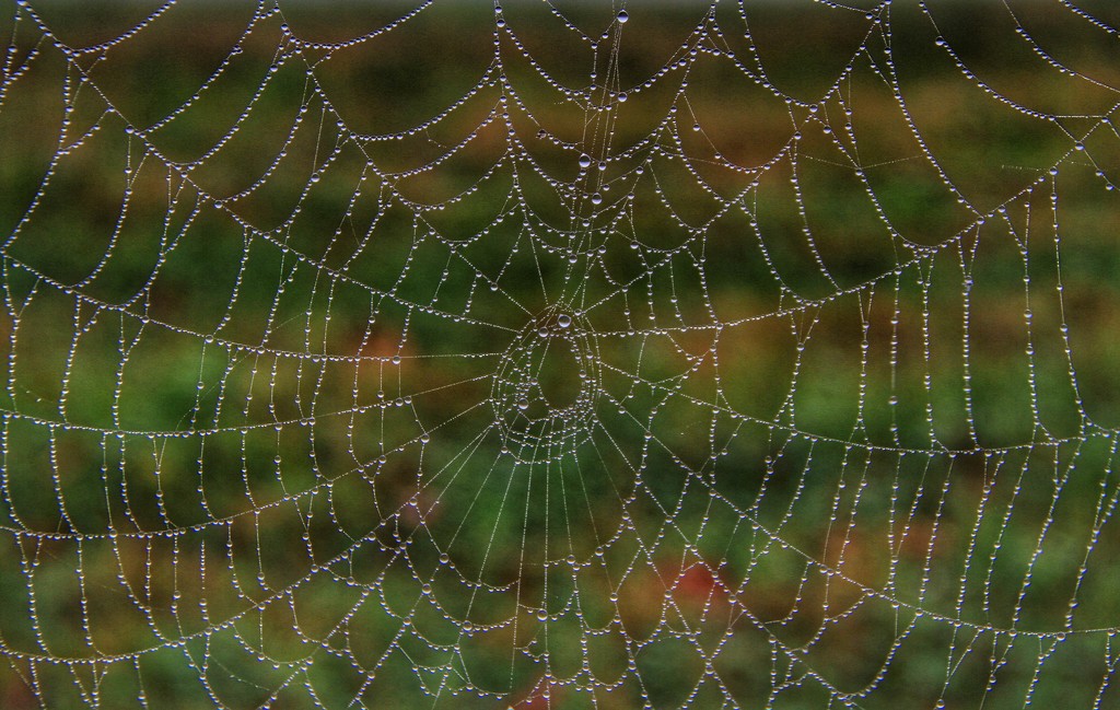 Fall Web by sbolden