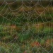 Fall Web by sbolden