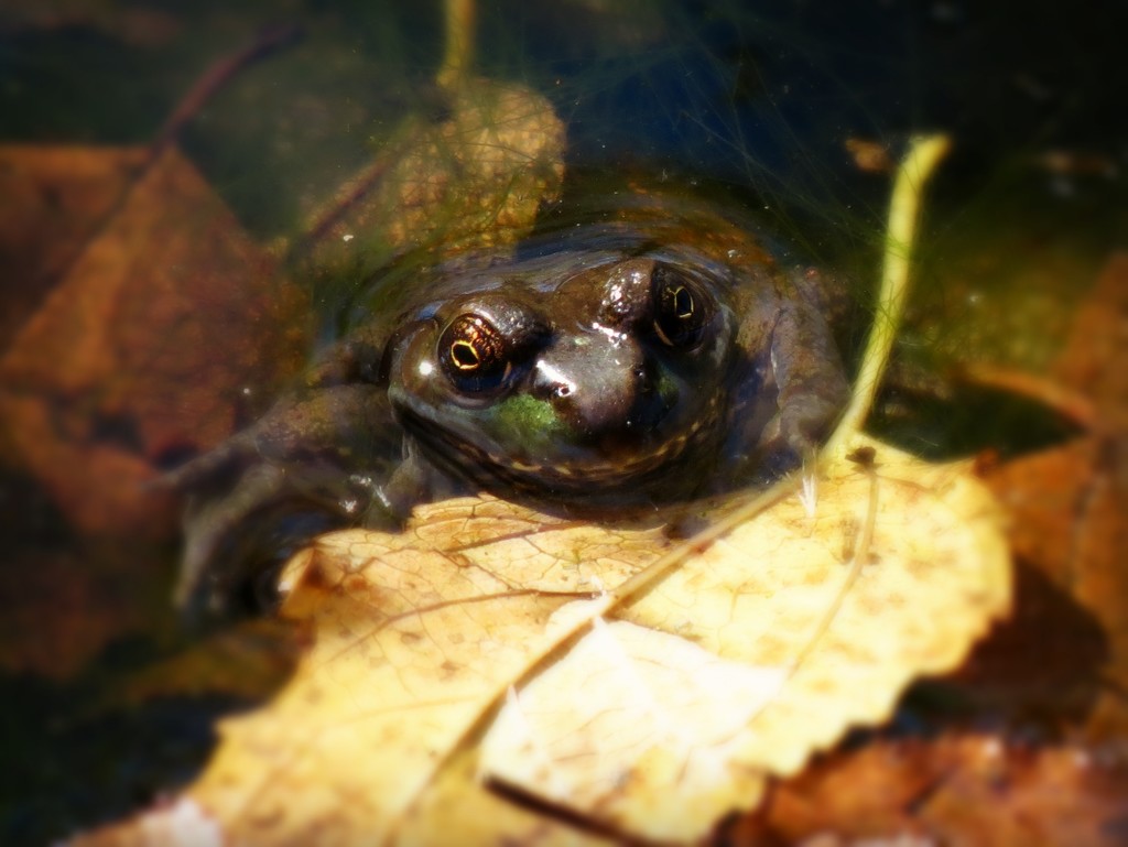 I'm a Lonely Frog . . . by juliedduncan