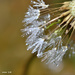 Dazzling Dandelion by mhei