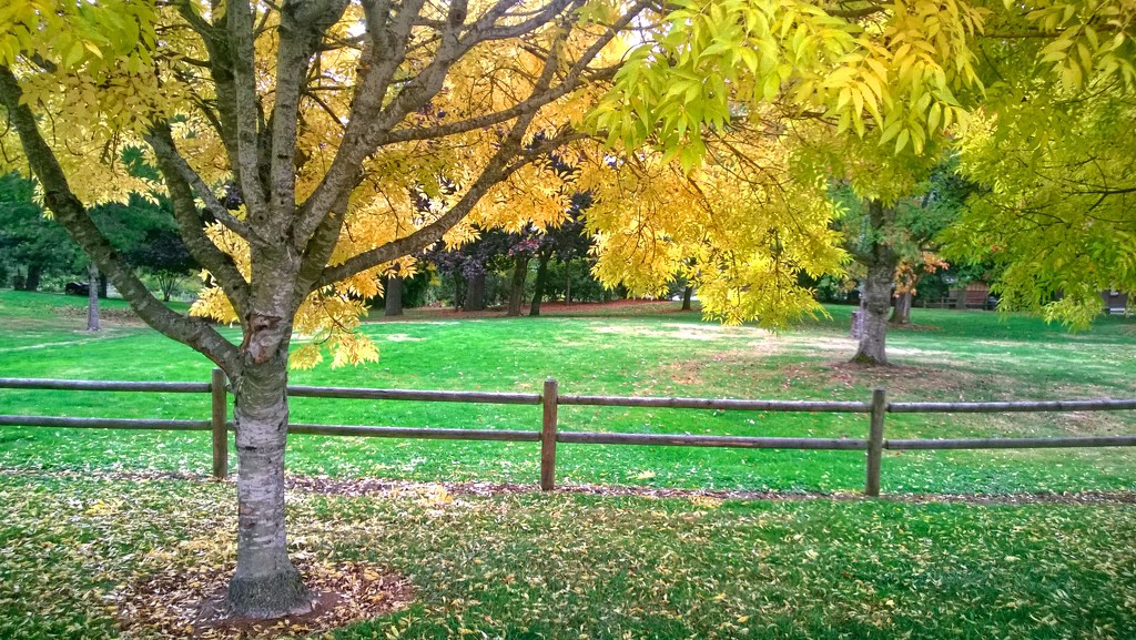 Fall Colors by tina_mac