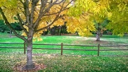 13th Oct 2014 - Fall Colors