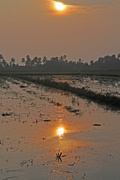 10th Sep 2014 - Sun up over rice paddy