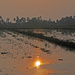 Sun up over rice paddy by ianjb21