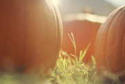 13th Oct 2014 - In the pumpkin patch