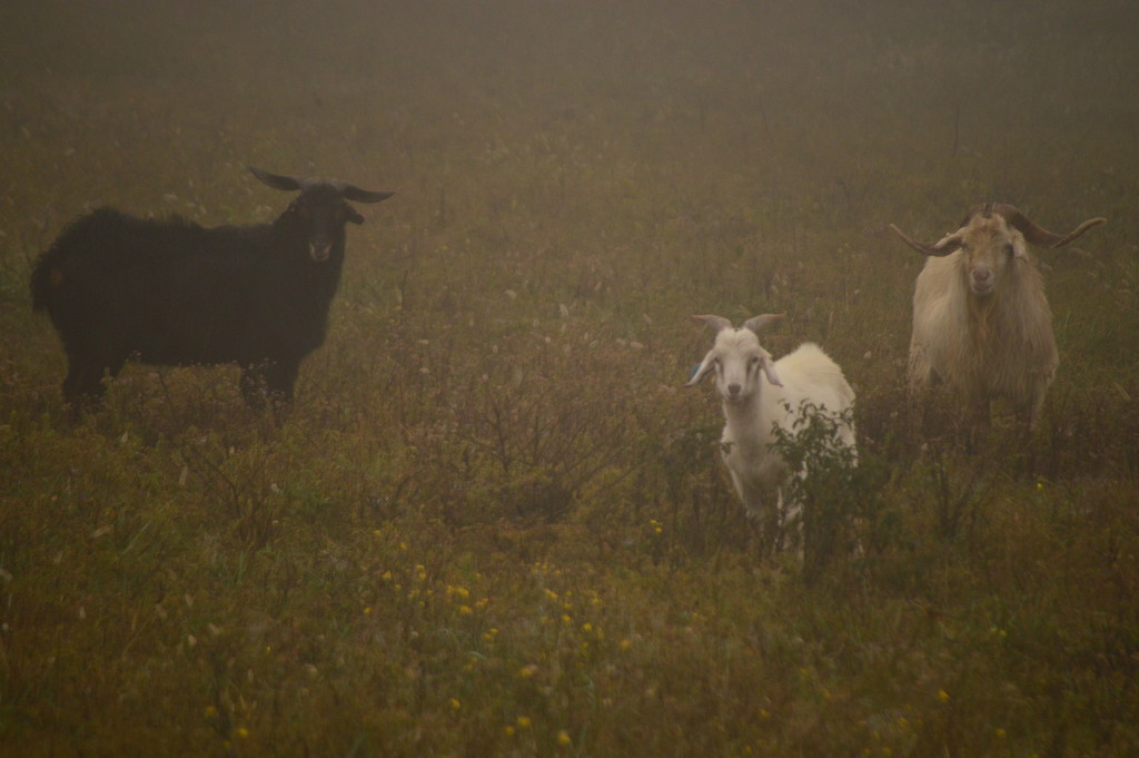 Three Goats in the Fog by kareenking