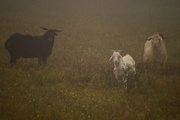 12th Oct 2014 - Three Goats in the Fog