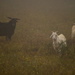 Three Goats in the Fog by kareenking