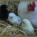 New chicks by dide